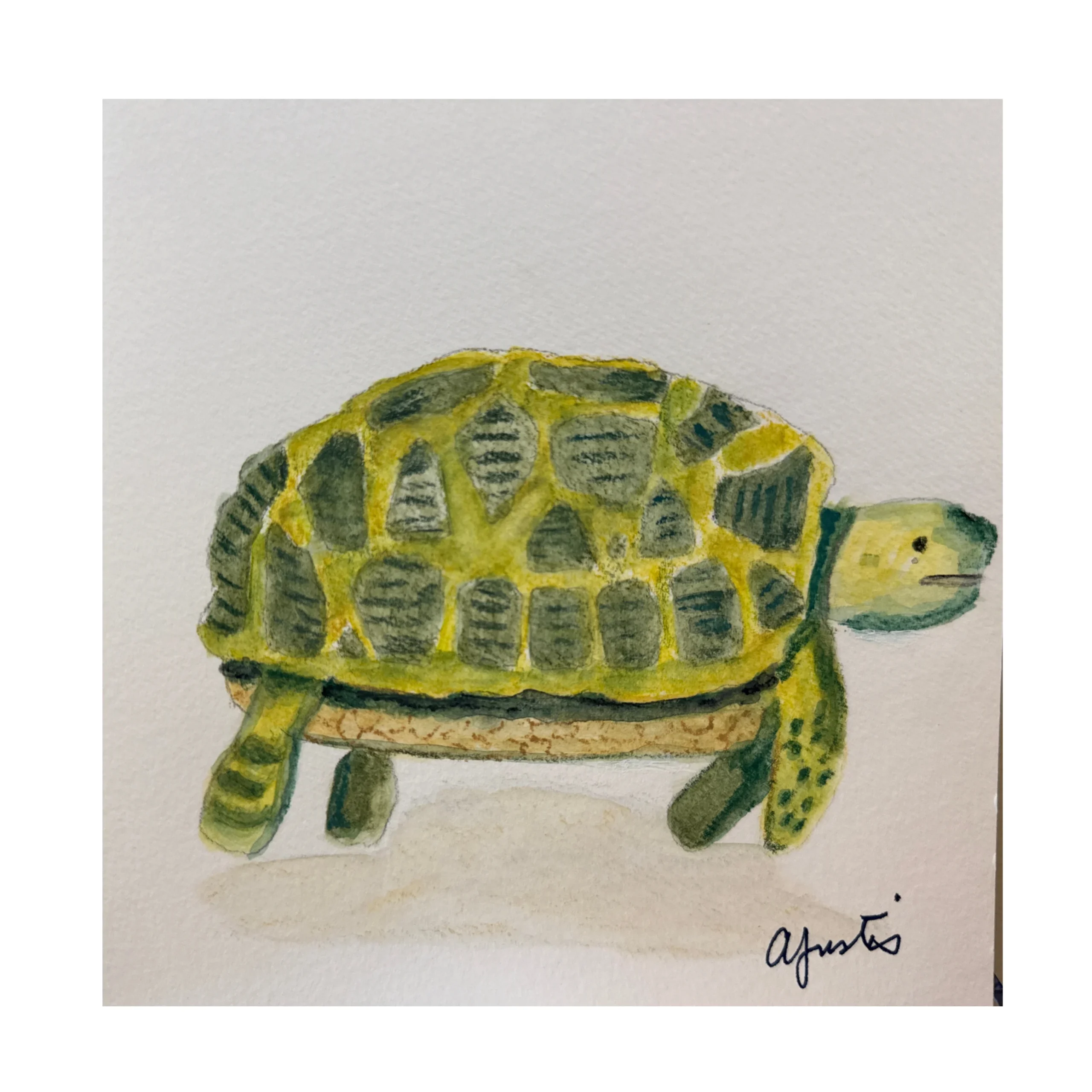 Turtle by Amy Justis
